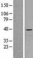 NR5A2 / LRH-1 Protein - Western validation with an anti-DDK antibody * L: Control HEK293 lysate R: Over-expression lysate