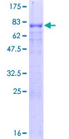 NR5A2 / LRH-1 Protein - 12.5% SDS-PAGE of human NR5A2 stained with Coomassie Blue