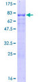 NR5A2 / LRH-1 Protein - 12.5% SDS-PAGE of human NR5A2 stained with Coomassie Blue