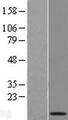 NRARP Protein - Western validation with an anti-DDK antibody * L: Control HEK293 lysate R: Over-expression lysate