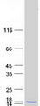 NRARP Protein - Purified recombinant protein NRARP was analyzed by SDS-PAGE gel and Coomassie Blue Staining