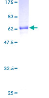 NRBF2 Protein - 12.5% SDS-PAGE of human NRBF2 stained with Coomassie Blue