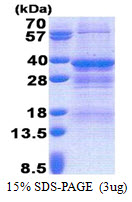 NRBF2 Protein
