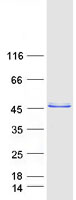 NRBF2 Protein - Purified recombinant protein NRBF2 was analyzed by SDS-PAGE gel and Coomassie Blue Staining
