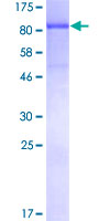 NRBP1 / NRBP Protein - 12.5% SDS-PAGE of human NRBP1 stained with Coomassie Blue