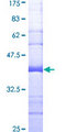 NRBP1 / NRBP Protein - 12.5% SDS-PAGE Stained with Coomassie Blue.