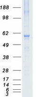 NRBP1 / NRBP Protein - Purified recombinant protein NRBP1 was analyzed by SDS-PAGE gel and Coomassie Blue Staining
