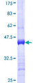 NRBP2 Protein - 12.5% SDS-PAGE Stained with Coomassie Blue.