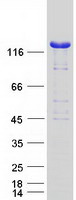 NRD1 / Nardilysin Protein - Purified recombinant protein NRDC was analyzed by SDS-PAGE gel and Coomassie Blue Staining