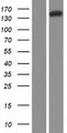 NRDE2 / C14orf102 Protein - Western validation with an anti-DDK antibody * L: Control HEK293 lysate R: Over-expression lysate