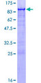 NRF1 / NRF-1 Protein - 12.5% SDS-PAGE of human NRF1 stained with Coomassie Blue
