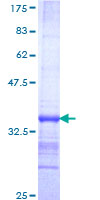 NRF1 / NRF-1 Protein - 12.5% SDS-PAGE Stained with Coomassie Blue.