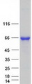 NRF1 / NRF-1 Protein - Purified recombinant protein NRF1 was analyzed by SDS-PAGE gel and Coomassie Blue Staining