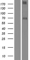 NRG1 / Heregulin / Neuregulin Protein - Western validation with an anti-DDK antibody * L: Control HEK293 lysate R: Over-expression lysate