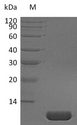 NRG1 / Heregulin / Neuregulin Protein - (Tris-Glycine gel) Discontinuous SDS-PAGE (reduced) with 5% enrichment gel and 15% separation gel.