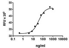 NRG1 / Heregulin / Neuregulin Protein - Human NRG1a induces the proliferation of human mammary epithelium MCF-7 cells.