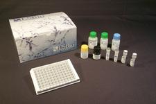 NRG1 / Heregulin / Neuregulin ELISA Kit