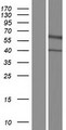 NRG3 Protein - Western validation with an anti-DDK antibody * L: Control HEK293 lysate R: Over-expression lysate