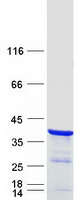 NRIP3 Protein - Purified recombinant protein NRIP3 was analyzed by SDS-PAGE gel and Coomassie Blue Staining