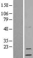 NRN1 / Neuritin Protein - Western validation with an anti-DDK antibody * L: Control HEK293 lysate R: Over-expression lysate