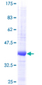 NRN1 / Neuritin Protein - 12.5% SDS-PAGE of human NRN1 stained with Coomassie Blue