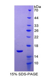 NRN1 / Neuritin Protein - Recombinant Neuritin 1 By SDS-PAGE