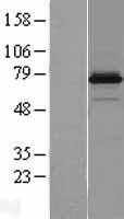 NRP1 / Neuropilin 1 Protein - Western validation with an anti-DDK antibody * L: Control HEK293 lysate R: Over-expression lysate