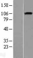 NRP1 / Neuropilin 1 Protein - Western validation with an anti-DDK antibody * L: Control HEK293 lysate R: Over-expression lysate