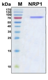 NRP1 / Neuropilin 1 Protein - SDS-PAGE under reducing conditions and visualized by Coomassie blue staining