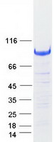 NRP1 / Neuropilin 1 Protein - Purified recombinant protein NRP1 was analyzed by SDS-PAGE gel and Coomassie Blue Staining