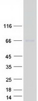 NRP1 / Neuropilin 1 Protein - Purified recombinant protein NRP1 was analyzed by SDS-PAGE gel and Coomassie Blue Staining