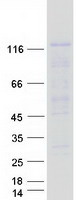 NRP2 / Neuropilin 2 Protein - Purified recombinant protein NRP2 was analyzed by SDS-PAGE gel and Coomassie Blue Staining