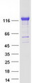 NRP2 / Neuropilin 2 Protein - Purified recombinant protein NRP2 was analyzed by SDS-PAGE gel and Coomassie Blue Staining