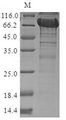 NRROS / LRRC33 Protein - (Tris-Glycine gel) Discontinuous SDS-PAGE (reduced) with 5% enrichment gel and 15% separation gel.