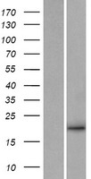 NRTN / Neurturin Protein - Western validation with an anti-DDK antibody * L: Control HEK293 lysate R: Over-expression lysate