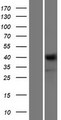 NRXN1 / Neurexin 1 Protein - Western validation with an anti-DDK antibody * L: Control HEK293 lysate R: Over-expression lysate