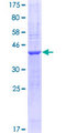 NRXN1 / Neurexin 1 Protein - 12.5% SDS-PAGE Stained with Coomassie Blue.