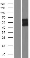 NRXN3 Protein - Western validation with an anti-DDK antibody * L: Control HEK293 lysate R: Over-expression lysate