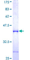 NRXN3 Protein - 12.5% SDS-PAGE Stained with Coomassie Blue.