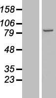 NSD3 / WHSC1L1 Protein - Western validation with an anti-DDK antibody * L: Control HEK293 lysate R: Over-expression lysate