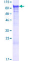 NSF Protein - 12.5% SDS-PAGE of human NSF stained with Coomassie Blue
