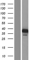 NSFL1C Protein - Western validation with an anti-DDK antibody * L: Control HEK293 lysate R: Over-expression lysate