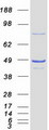 NSFL1C Protein - Purified recombinant protein NSFL1C was analyzed by SDS-PAGE gel and Coomassie Blue Staining