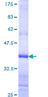 NSMAF Protein - 12.5% SDS-PAGE Stained with Coomassie Blue.