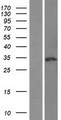 NSMCE1 Protein - Western validation with an anti-DDK antibody * L: Control HEK293 lysate R: Over-expression lysate