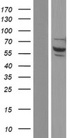 NSMF / NELF Protein - Western validation with an anti-DDK antibody * L: Control HEK293 lysate R: Over-expression lysate