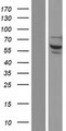 NSMF / NELF Protein - Western validation with an anti-DDK antibody * L: Control HEK293 lysate R: Over-expression lysate