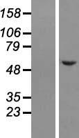 NSMF / NELF Protein - Western validation with an anti-DDK antibody * L: Control HEK293 lysate R: Over-expression lysate