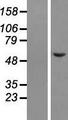 NSMF / NELF Protein - Western validation with an anti-DDK antibody * L: Control HEK293 lysate R: Over-expression lysate