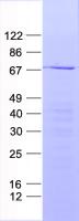 NSMF / NELF Protein